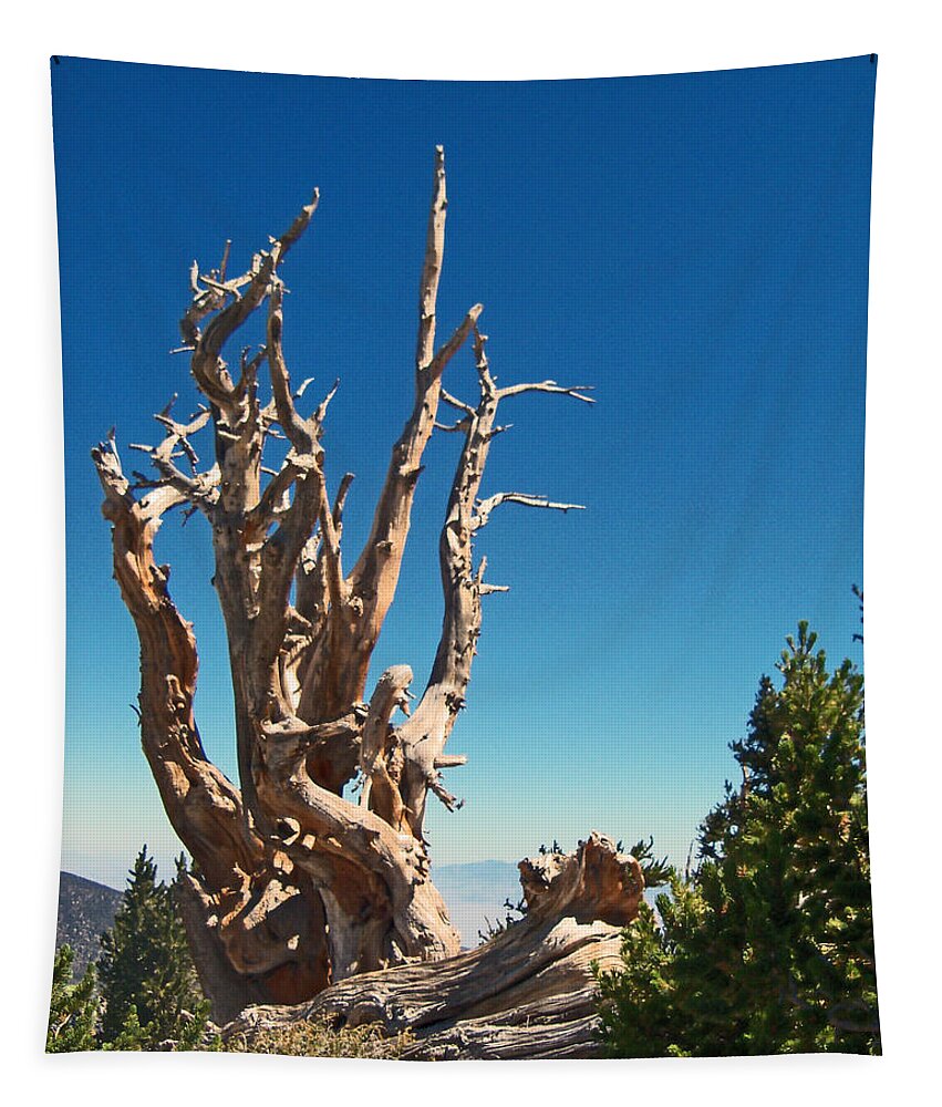 Tree Tapestry featuring the photograph Lone Bristlecone by Alan Socolik