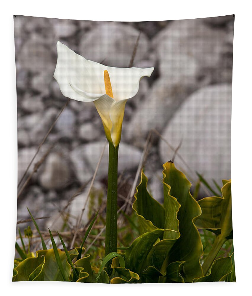 White Flower Tapestry featuring the photograph Lone Calla Lily by Melinda Ledsome