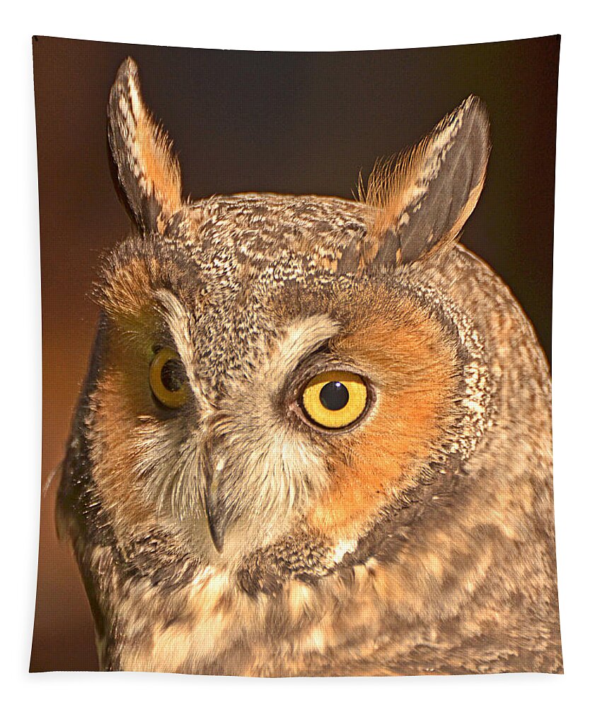 Long-eared Owl Tapestry featuring the photograph Long-eared Owl by Nancy Landry