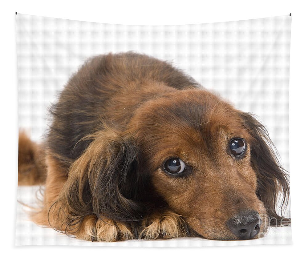 Dachshund Tapestry featuring the photograph Long-haired Dachshund by Jean-Michel Labat