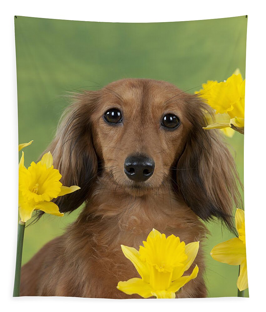 Dachshund Tapestry featuring the photograph Long-haired Dachshund by John Daniels