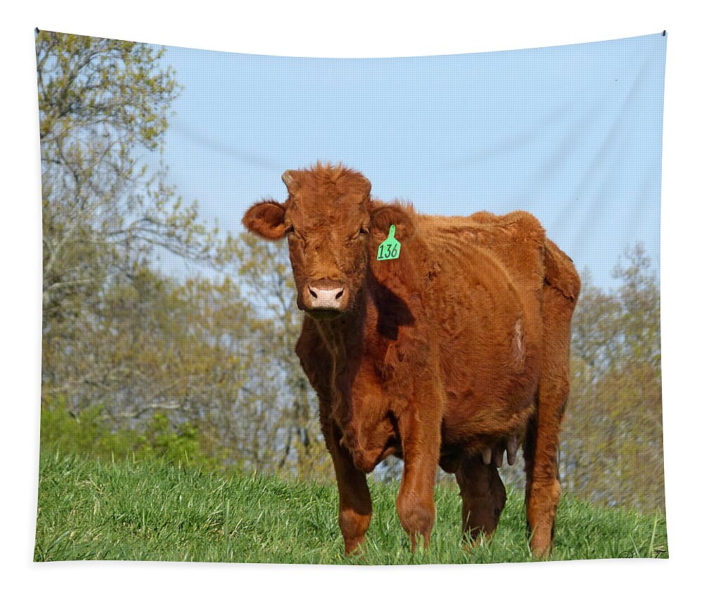 Cow Tapestry featuring the photograph Look at Me by Pete Trenholm