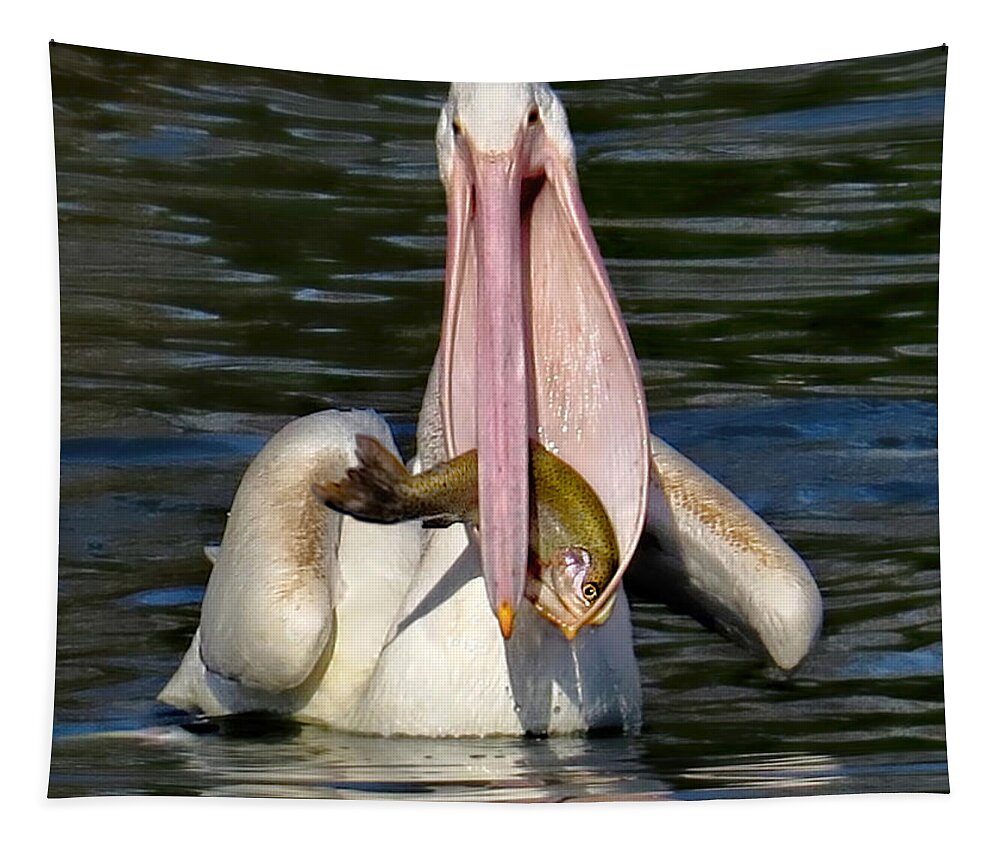 American White Pelican Tapestry featuring the photograph Look What I Caught by Jennie Breeze
