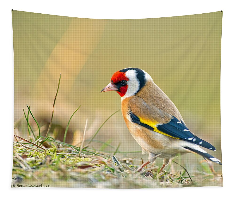 Goldfinch Looking Around Tapestry featuring the photograph Looking around by Torbjorn Swenelius