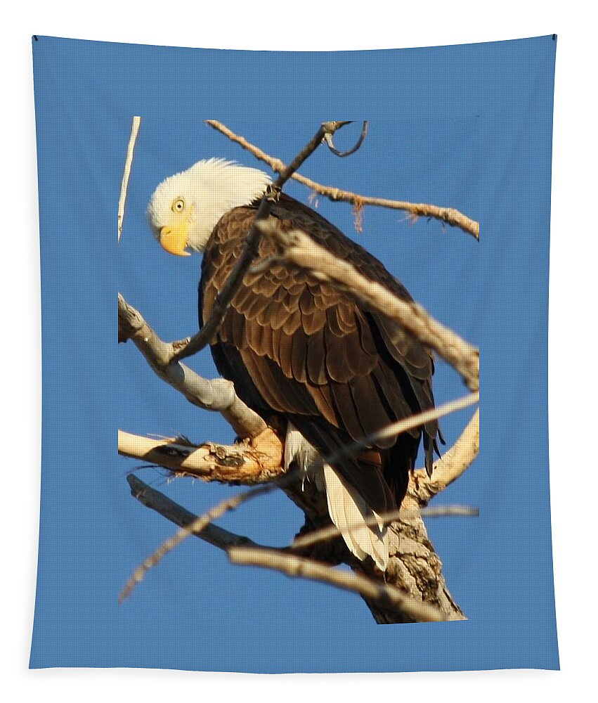 Bald Eagle Tapestry featuring the photograph Looking Back #1 by Shane Bechler