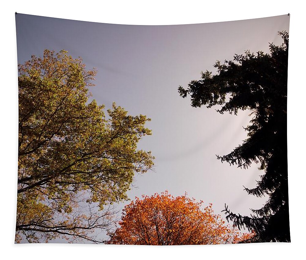 Tree Tapestry featuring the photograph Looking Down on Us by Photographic Arts And Design Studio