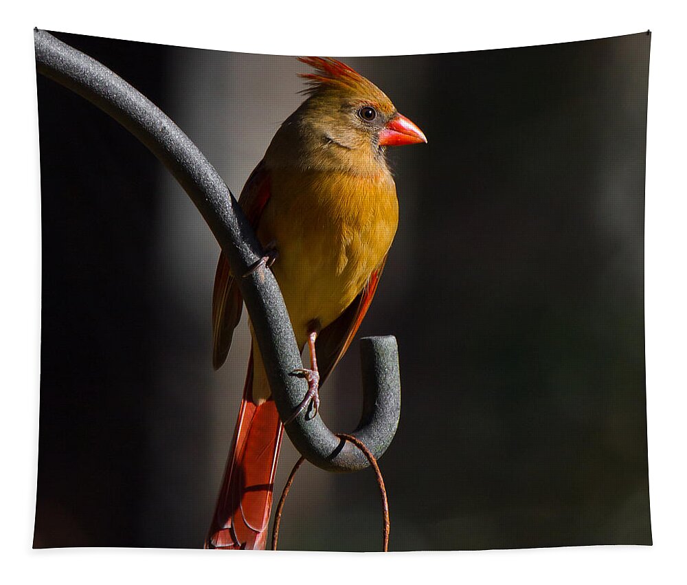 Female Cardinal Tapestry featuring the photograph Looking For My Man Bird by Robert L Jackson