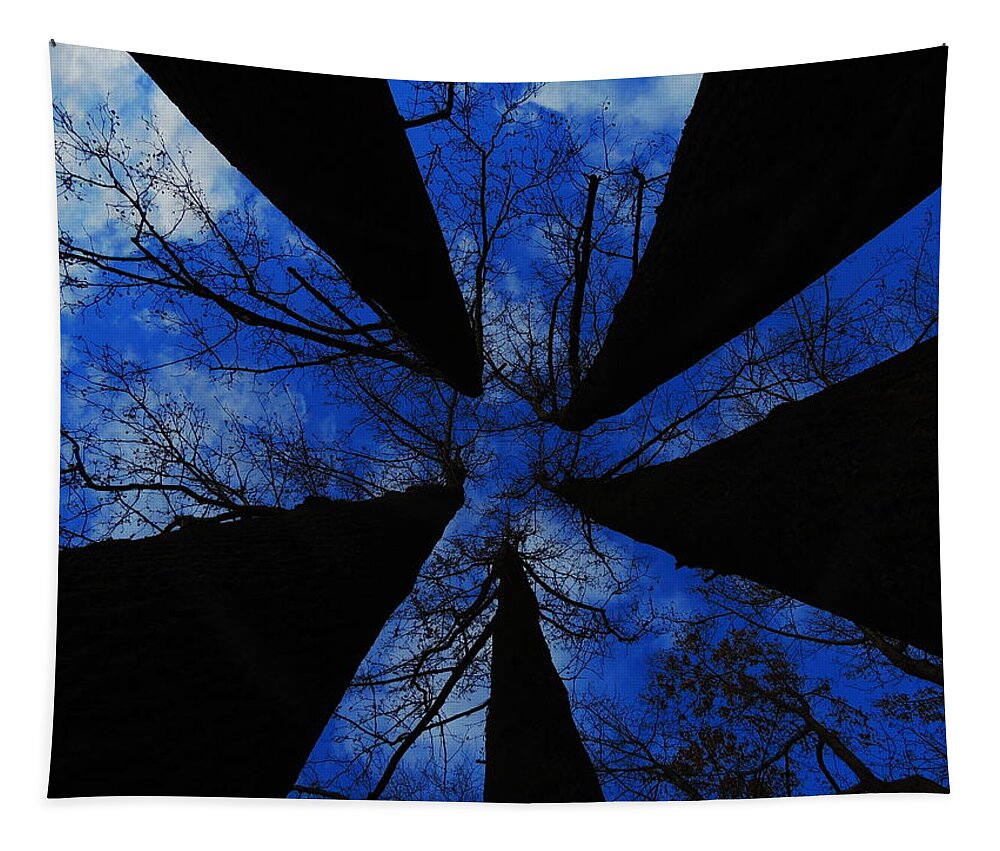 Trees Tapestry featuring the photograph Looking Up by Raymond Salani III