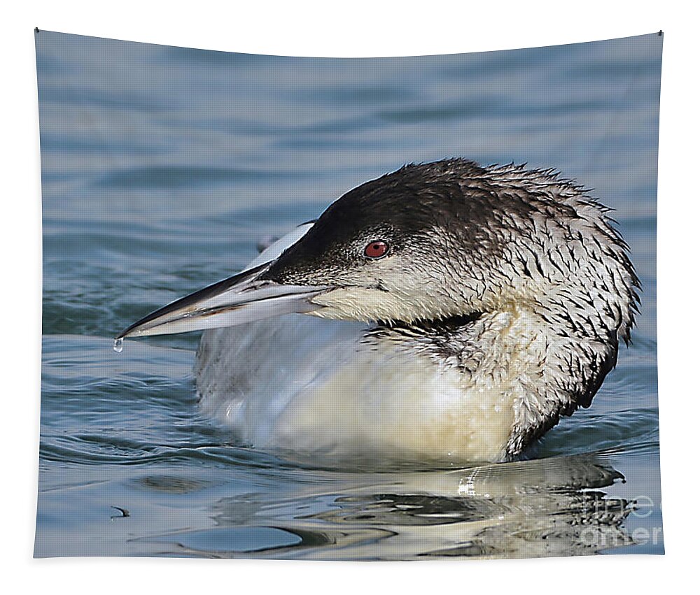 Bird Tapestry featuring the photograph Loon by Kathy Baccari