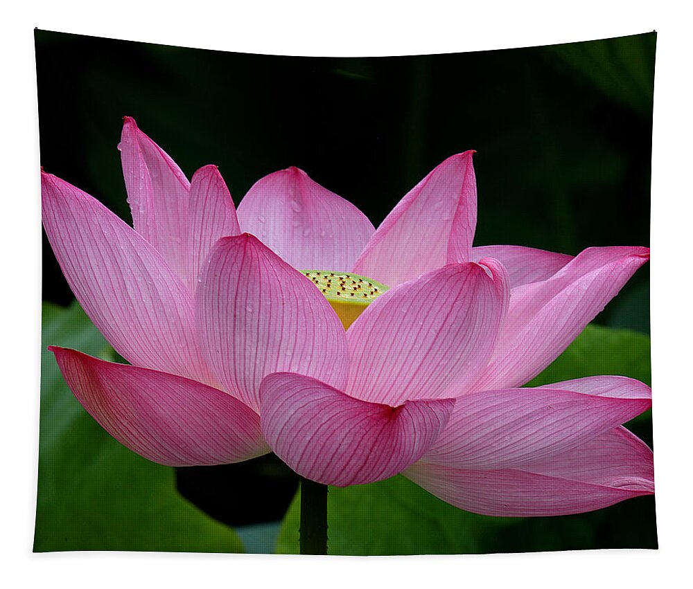 Nature Tapestry featuring the photograph Lotus-Center of Being iii DL033 by Gerry Gantt