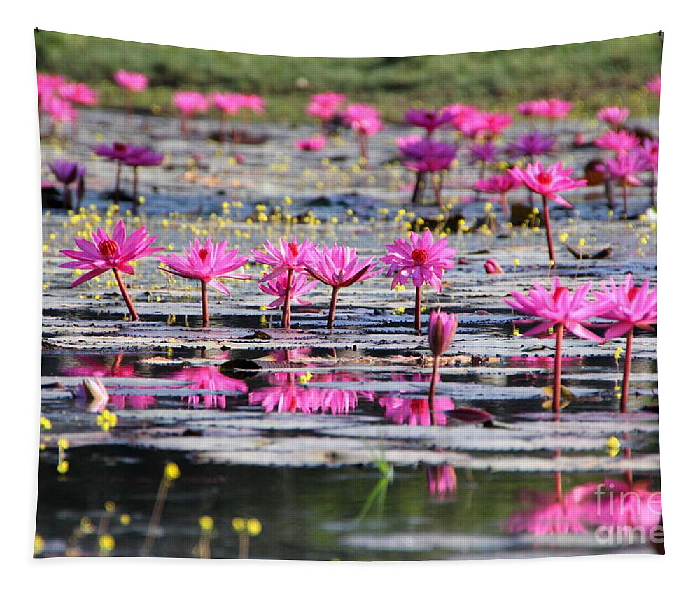 Aquatic Tapestry featuring the photograph Lotus flowers by Amanda Mohler