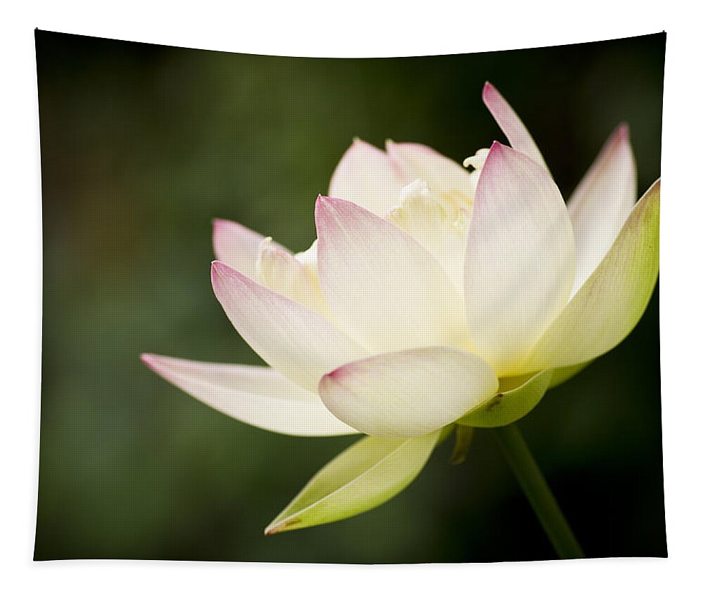 Lotus Tapestry featuring the photograph Lotus by Priya Ghose