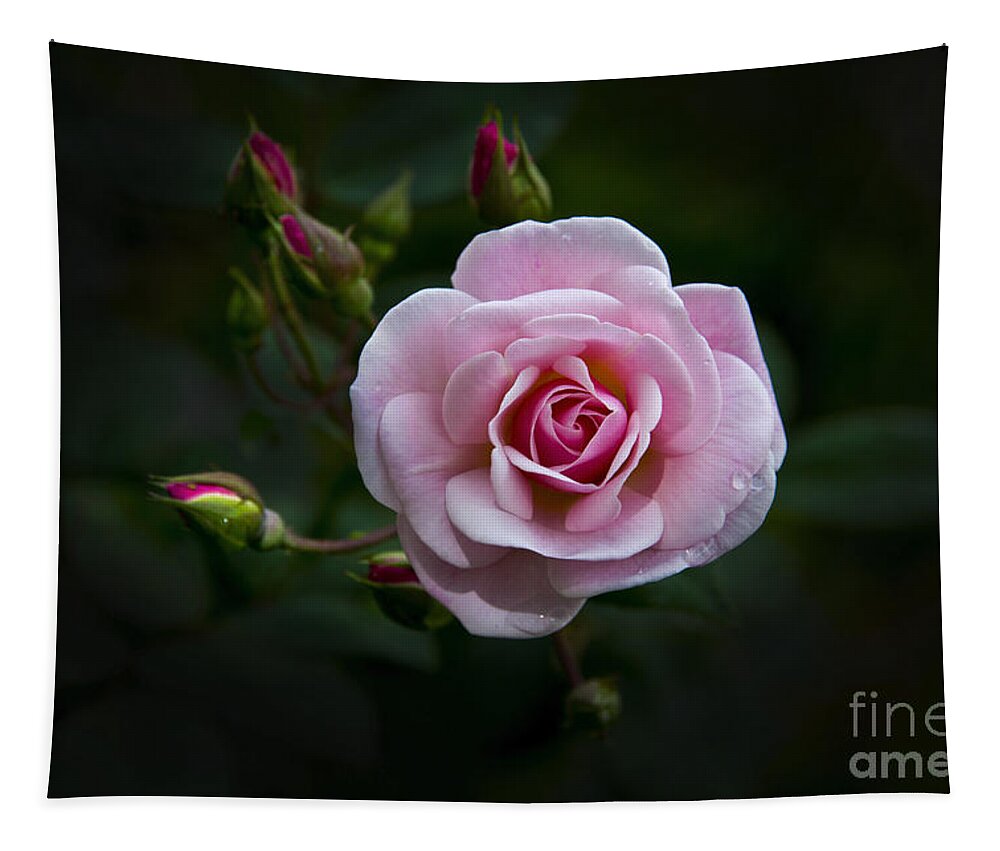 Rose Tapestry featuring the photograph Love Is A Rose IV by Al Bourassa