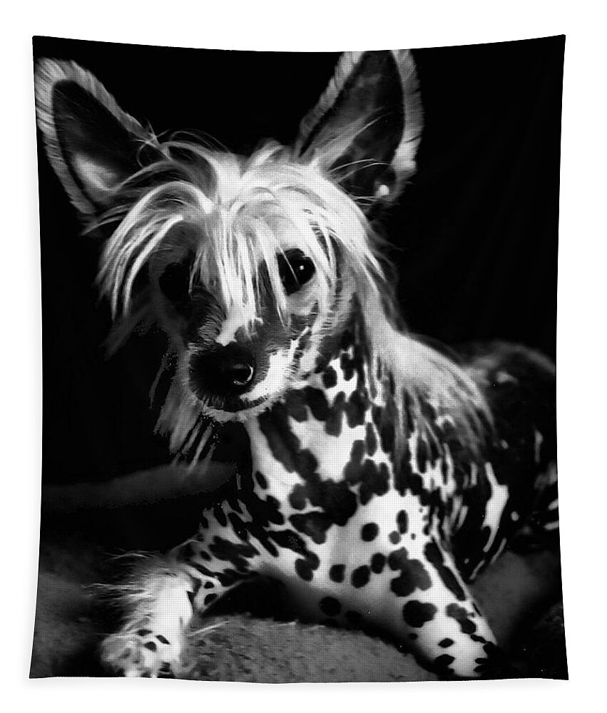 Dogs Tapestry featuring the photograph Lover Boy by Robert McCubbin