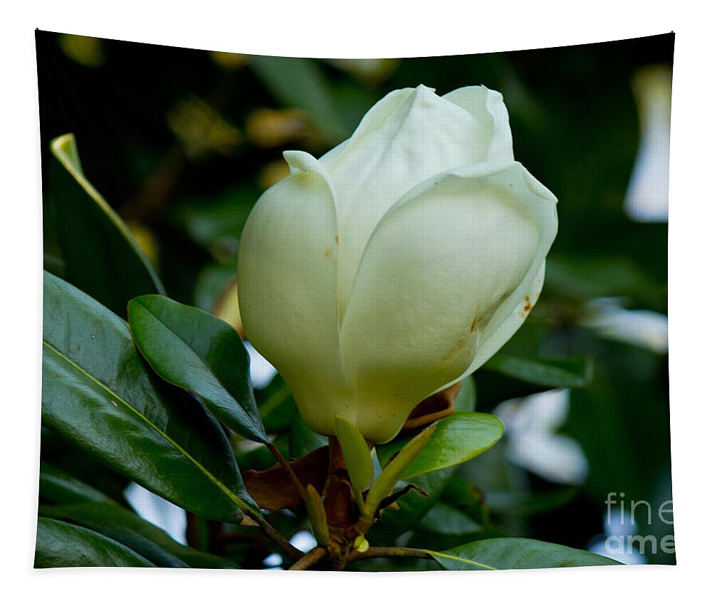 Floral Tapestry featuring the photograph Magnolia Bloom Starting by Sandra Clark