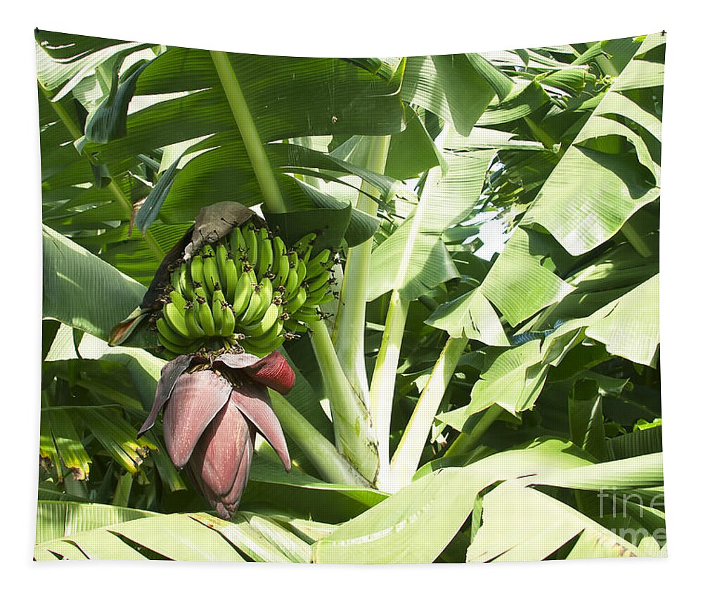 Maia Tapestry featuring the photograph Mai'a - Organic Banana by Sharon Mau