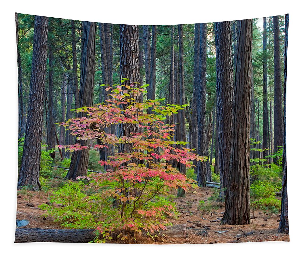 Landscape Tapestry featuring the photograph Majestic by Jonathan Nguyen