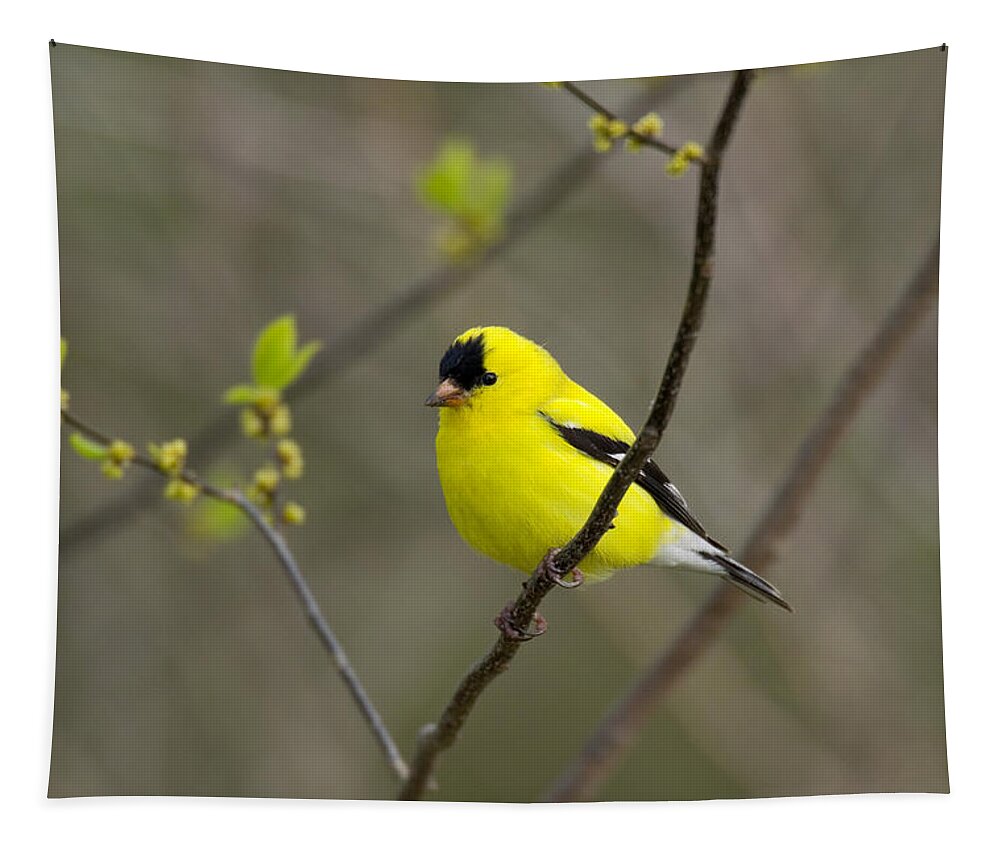 American Goldfinch Tapestry featuring the photograph Male American Goldfinch by Thomas And Pat Leeson