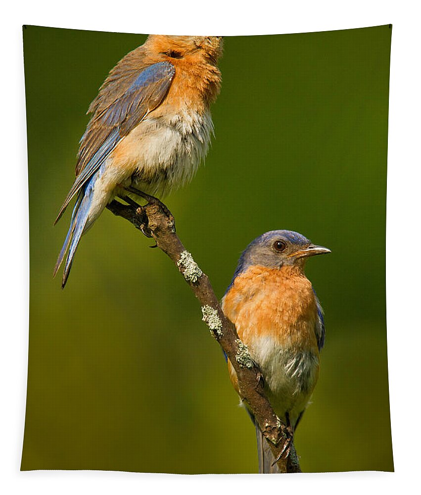 Eastern Bluebird Tapestry featuring the photograph Male and Female Bluebirds by Jerry Fornarotto