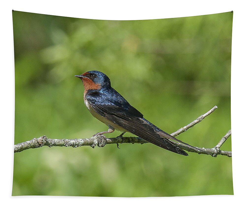 Marsh Tapestry featuring the photograph Male Barn Swallow Hirundo rustica DSB262 by Gerry Gantt