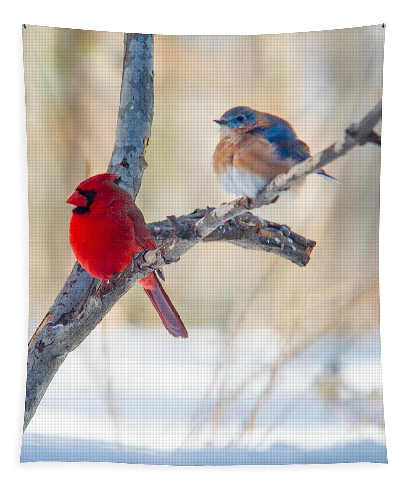 Redbird Tapestry featuring the photograph Male Bluebird and Cardinal on Branch by Douglas Barnett