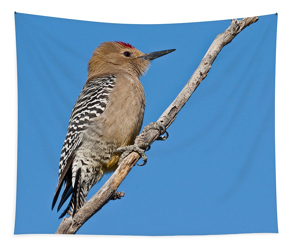 Animal Tapestry featuring the photograph Male Gila Woodpecker by Jeff Goulden