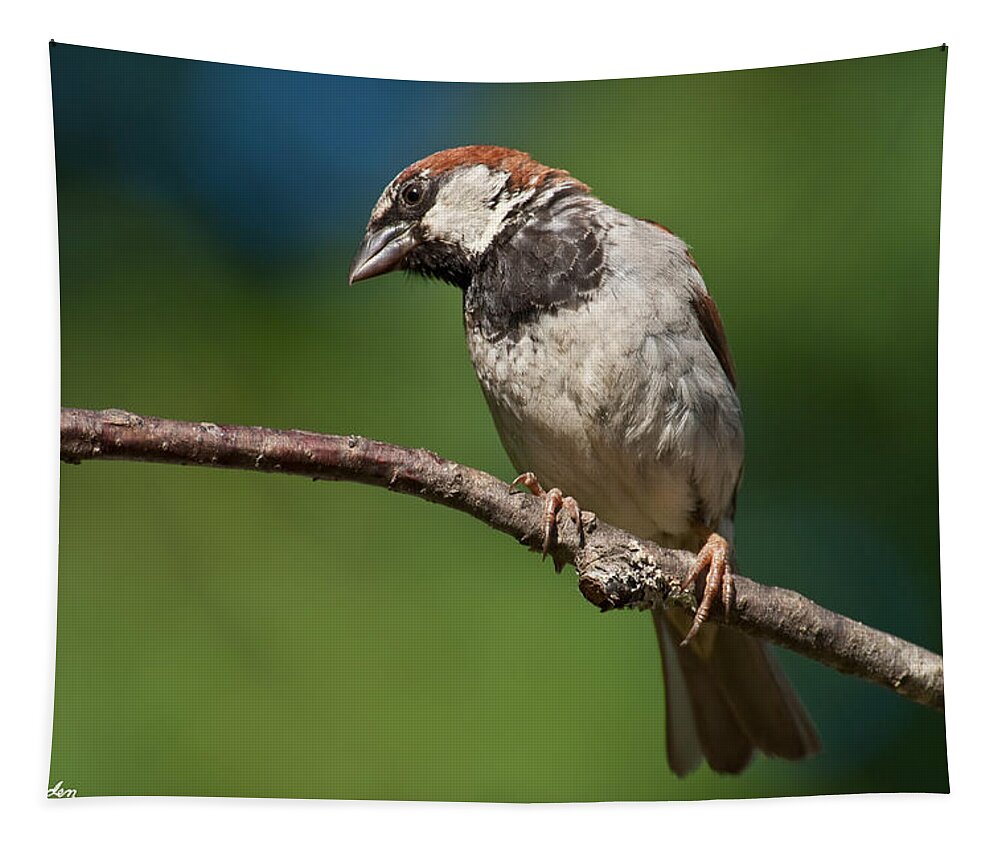 Animal Tapestry featuring the photograph Male House Sparrow Perched in a Tree by Jeff Goulden