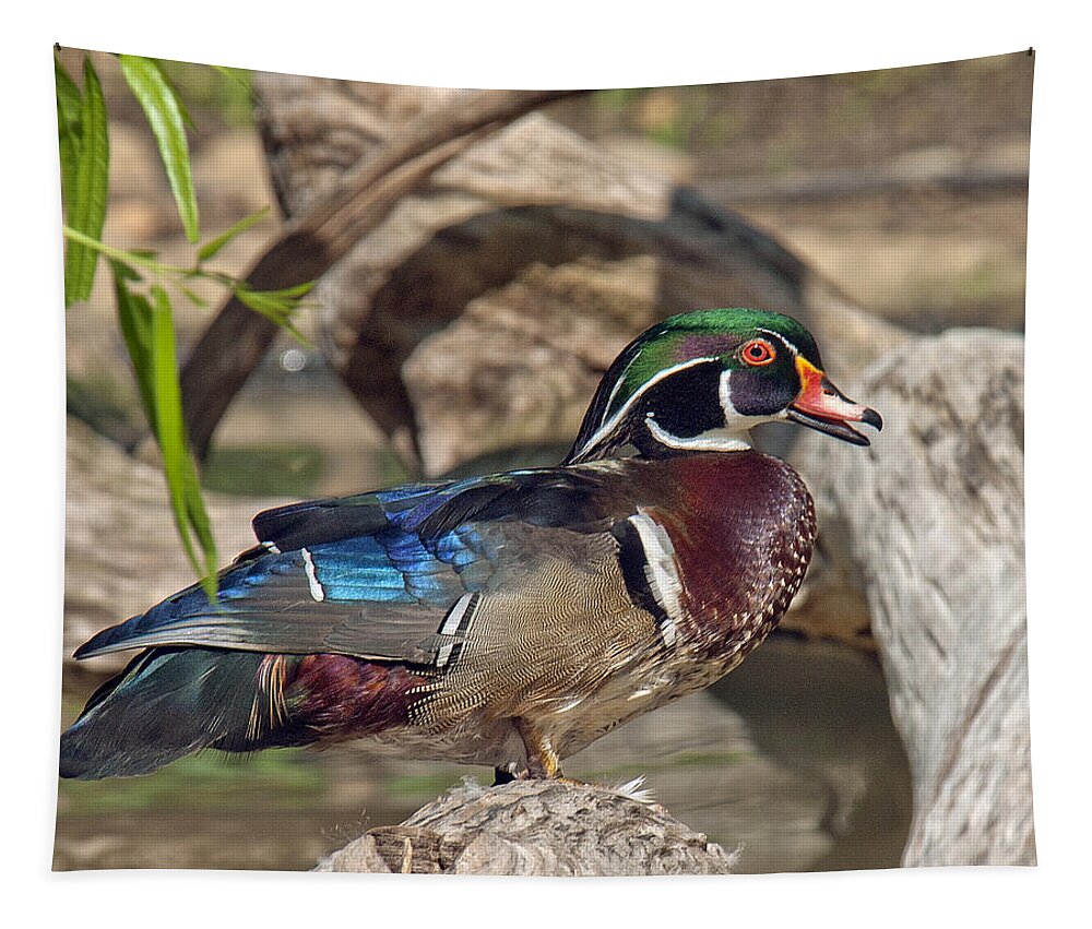 Marsh Tapestry featuring the photograph Male Wood Duck DWF029 by Gerry Gantt