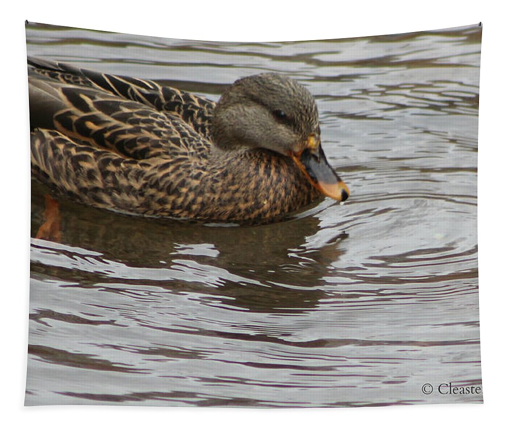 Female Mallard Tapestry featuring the photograph Mallard Duck Female by Cleaster Cotton