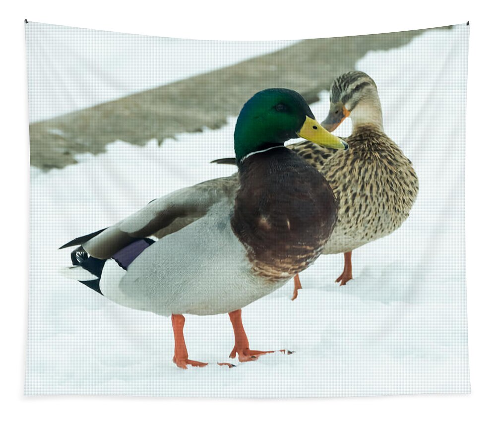 Drake Tapestry featuring the photograph Mallards in the Snow by Holden The Moment