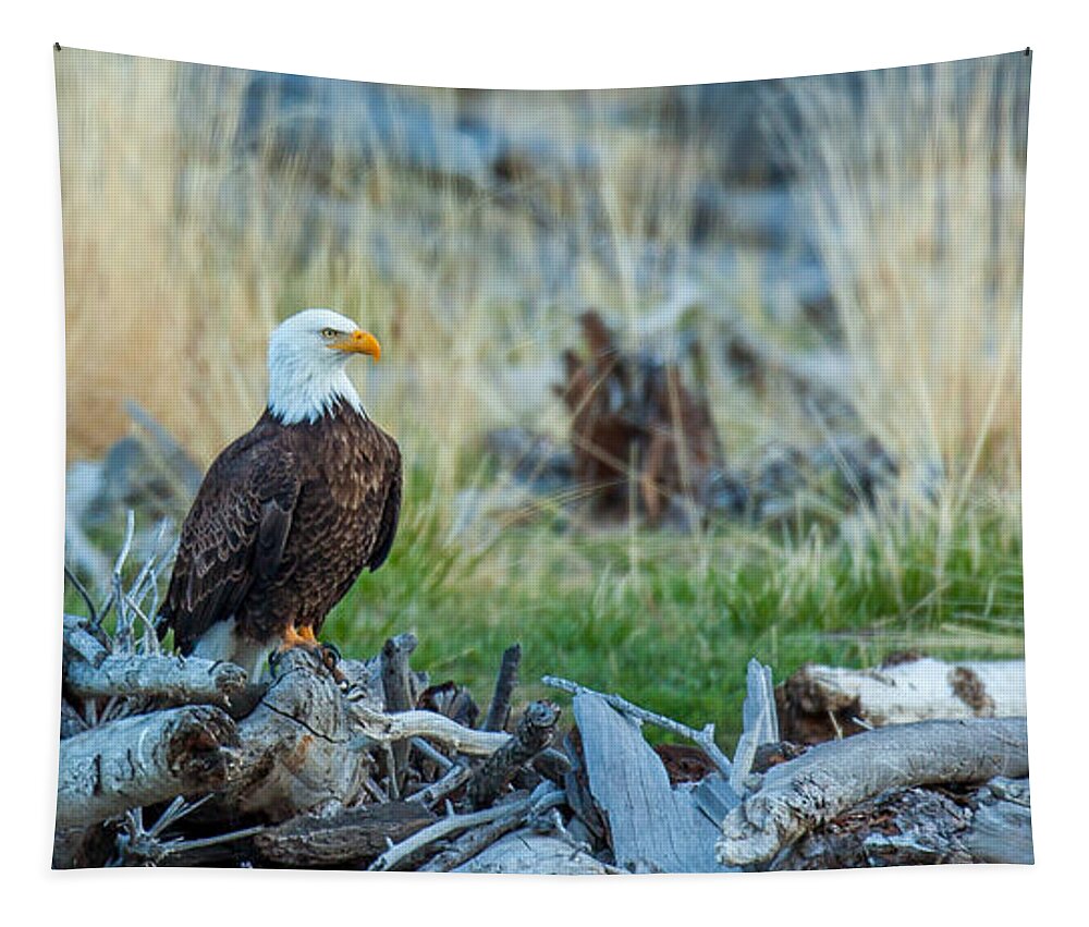 Bald Eagle Tapestry featuring the photograph Mamoth Eagle by Kevin Dietrich