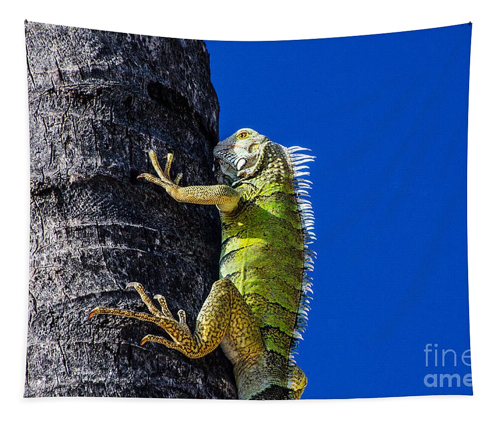 Aruba Tapestry featuring the photograph Man Is This Beach Crowded by Judy Wolinsky