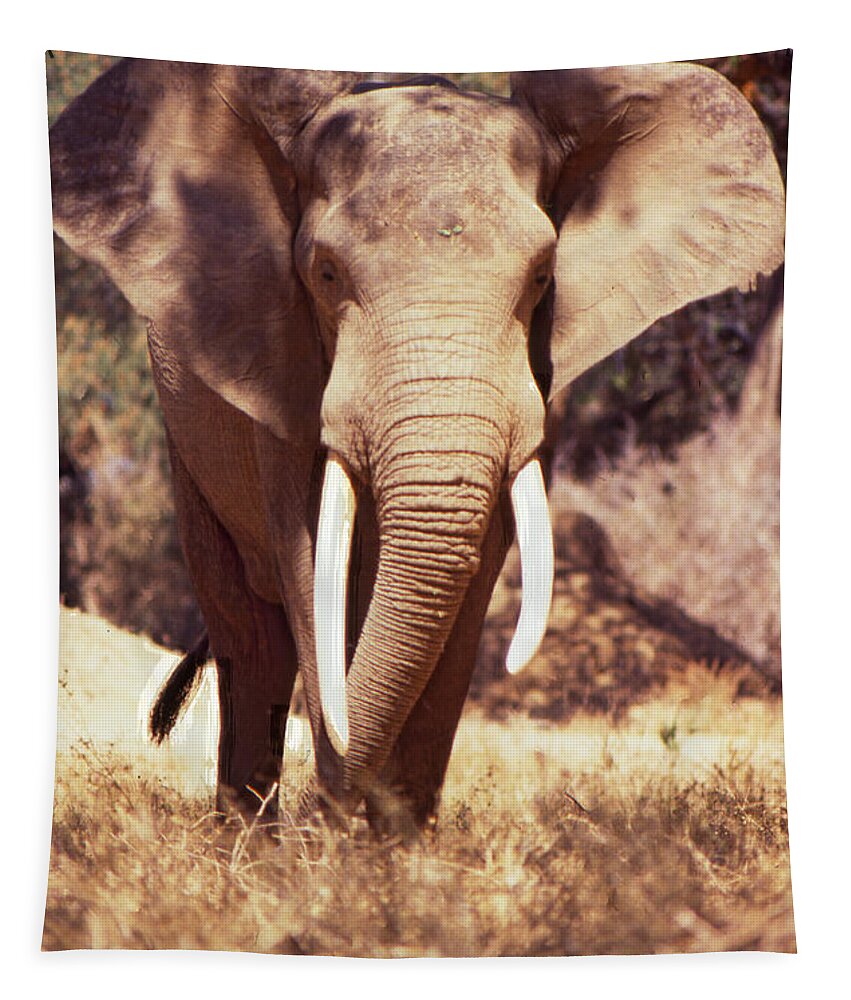 Mana Pools Tapestry featuring the photograph Mana Pools Elephant by Jeremy Hayden