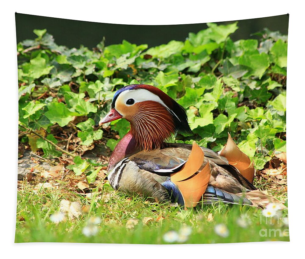 Animal Tapestry featuring the photograph Mandarin Duck in the grass by Amanda Mohler