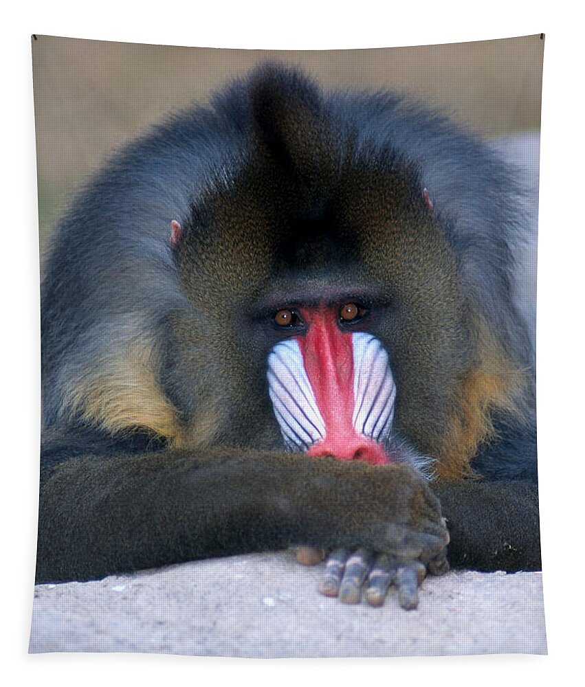 Africa Tapestry featuring the photograph Mandrill by Craig K. Lorenz