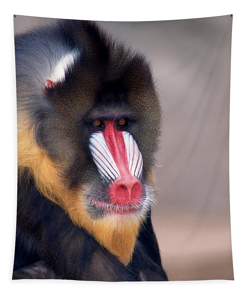 Africa Tapestry featuring the photograph Mandrill by Gerald C. Kelley