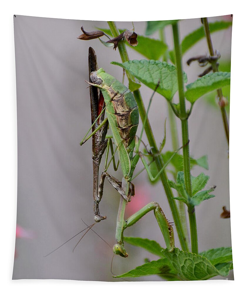 Carolina Mantids Tapestry featuring the photograph Mantis Love by Kathy Baccari