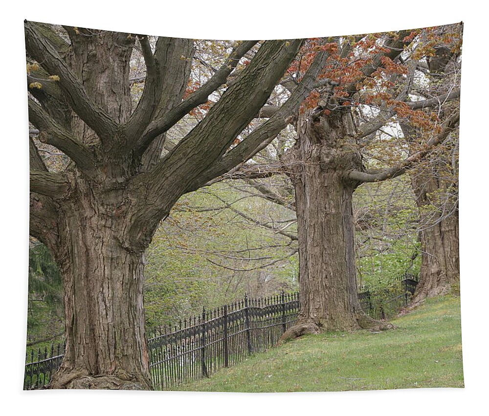 Horizontal Tapestry featuring the photograph Maple Grove Cemetery Trees in Ohio by Valerie Collins