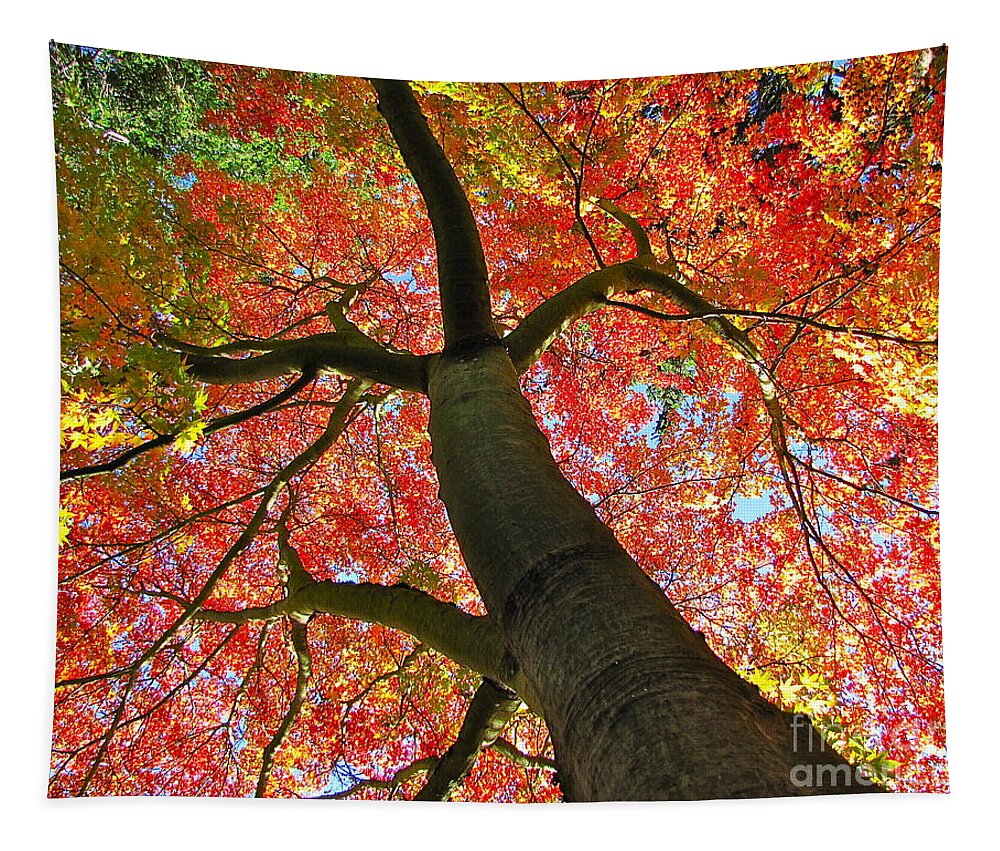 Photography Tapestry featuring the photograph Maple in Autumn Glory by Sean Griffin