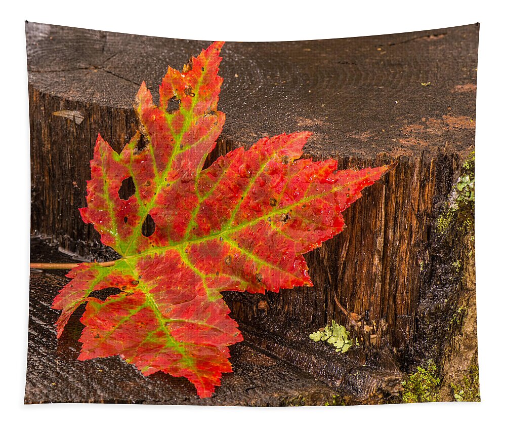 Still Life Tapestry featuring the photograph Maple Leaf On Oak Stump by Paul Freidlund