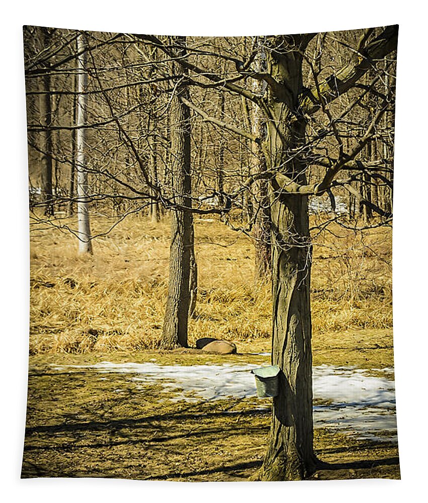 Trees Tapestry featuring the photograph Maple Syrup Time by LeeAnn McLaneGoetz McLaneGoetzStudioLLCcom