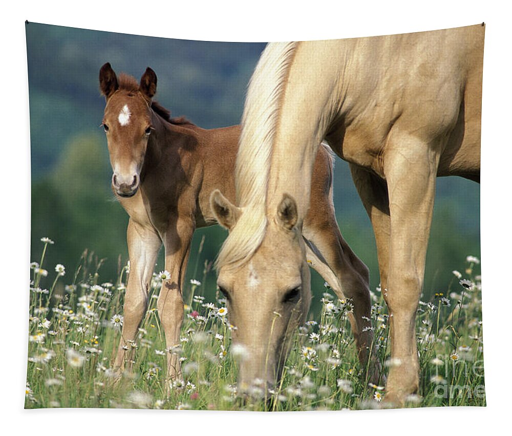 Horse Tapestry featuring the photograph Mare And Foal In Meadow by Rolf Kopfle