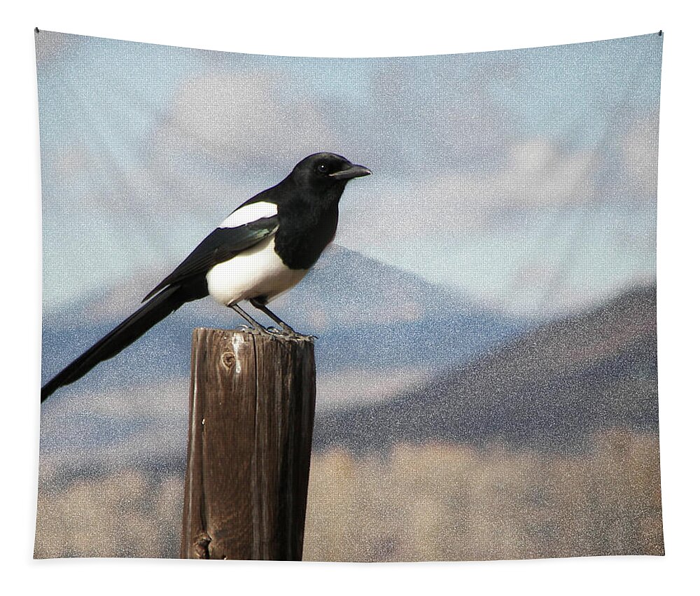  Marty The Magpie Tapestry featuring the photograph Marty's Dilema by Daniel Hebard