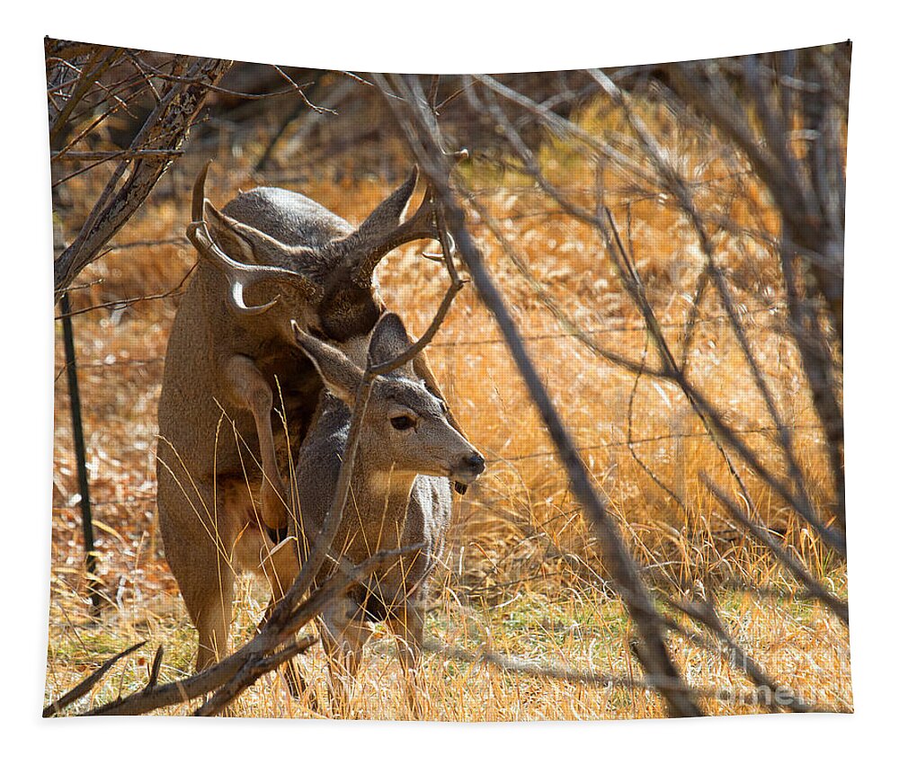 Mating Deer Tapestry featuring the photograph Mating Mulies by Jim Garrison