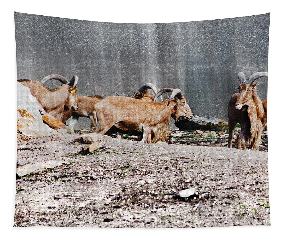 Barbary Sheep Tapestry featuring the photograph Meeting of Barbary Sheep by Miroslava Jurcik