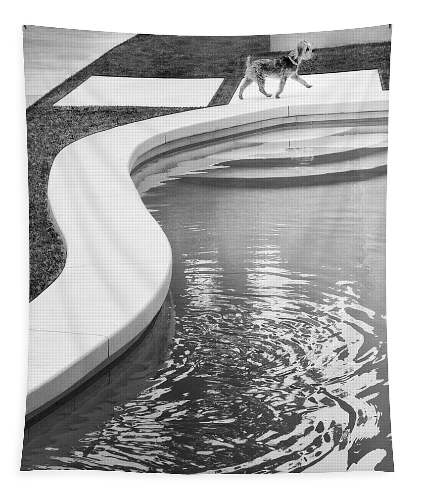 Swimming Pool Tapestry featuring the photograph MIDCENTURY MADISON Palm Springs Pup by William Dey