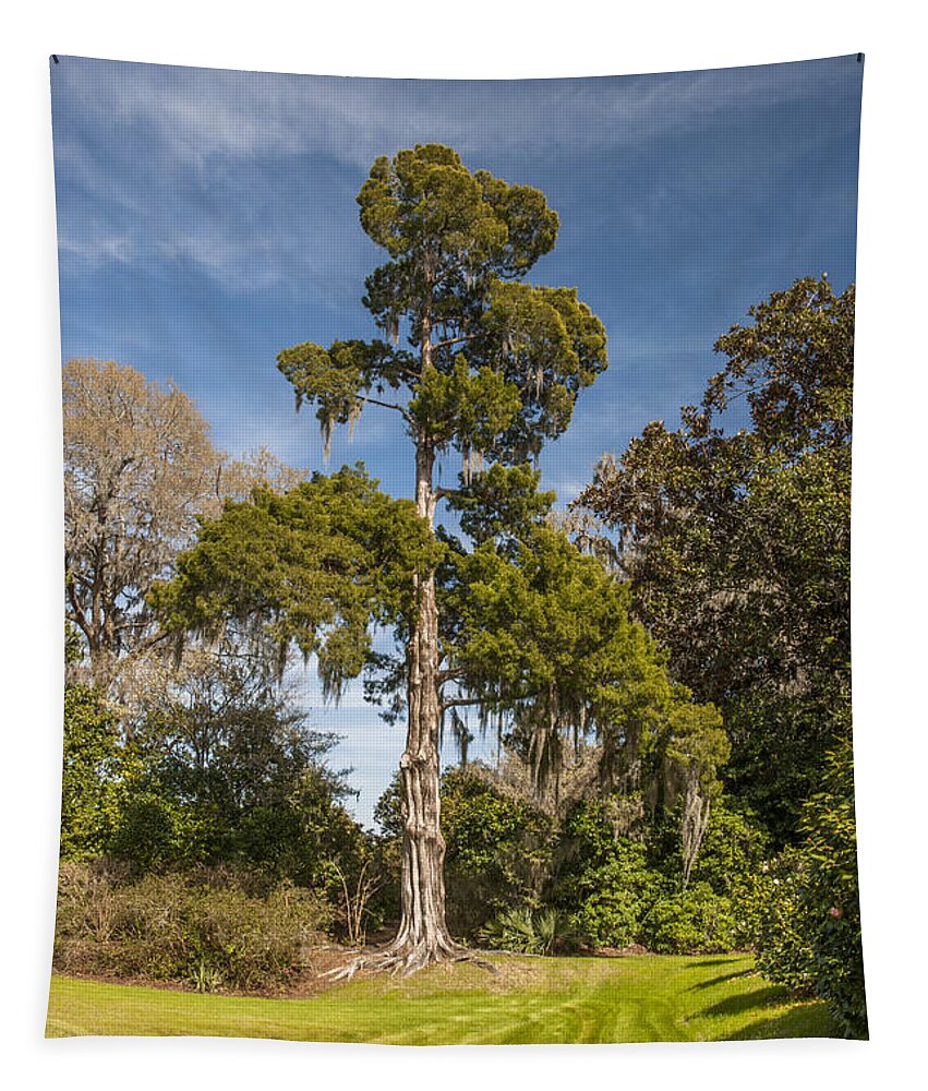 Red Tapestry featuring the photograph Mighty Cedar Tree by Dale Powell