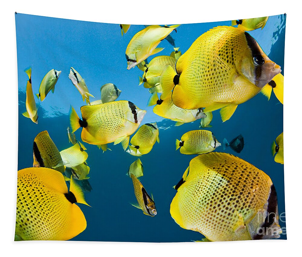 Millet Butterflyfish Tapestry featuring the photograph Millet Butterflyfish by David Fleetham