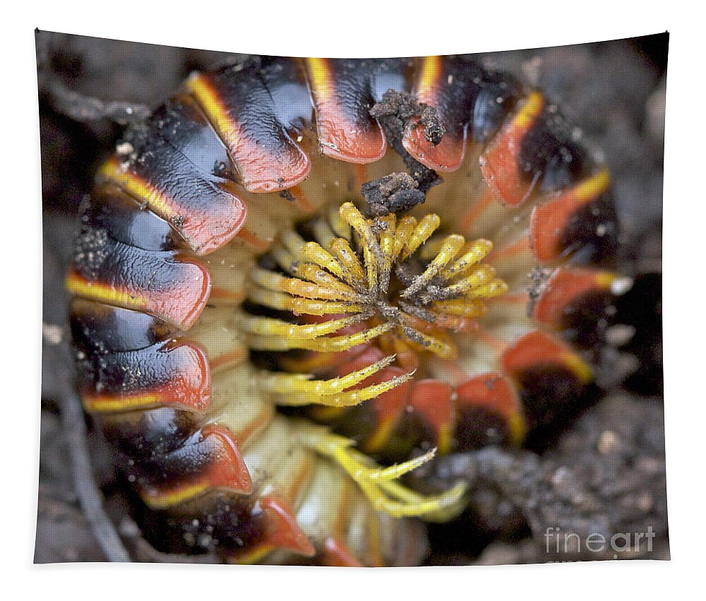 Millipede Tapestry featuring the photograph Millipede - Apheloria virginiensis - Polydesmida Xystodesmidae by Carol Senske
