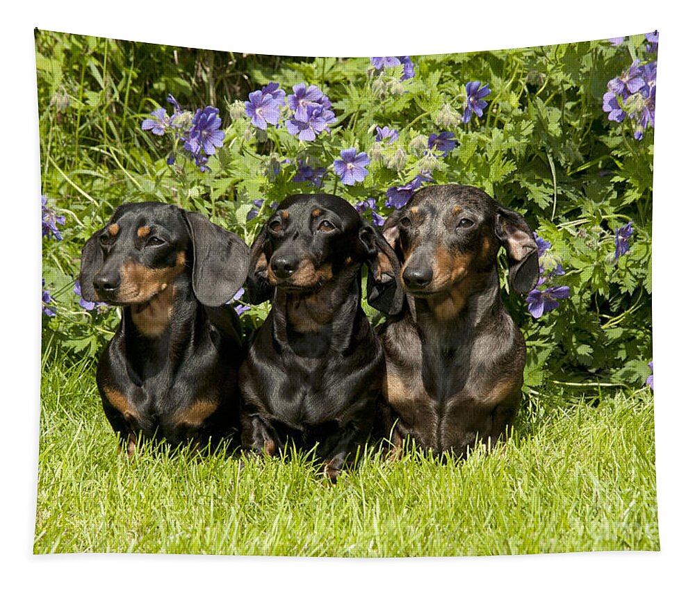 Dachshund Tapestry featuring the photograph Miniature Short-haired Dachshunds by John Daniels